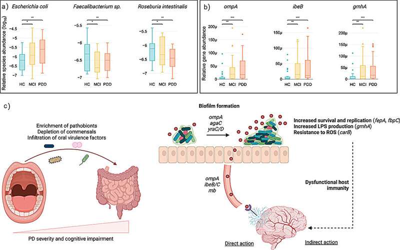 An oral-gut-brain axis established through the infiltration of oral virulence factors to the gut. Network analysis revealed key pathobiont species, such as E. coli, enriched in the gut while commensal species such as faecalibacterium and R. intestinalis are decreasing. Together with the increase of VFs such as ompA, ibeB and gmhA we propose a new oral-gut-brain axis where these compositional changes promote biofilm formation in the gut that, in turn, increase production of VFs that directly interact with the brain. We also propose an indirect mechanism where increased bacterial survival and replication, LPS production and bacterial protection from ROS, could lead to dysfunctional host immunity. Credit: Gut Microbes (2025). DOI: 10.1080/19490976.2025.2506843 Mouth and gut bacteria linked to brain changes in Parkinson's disease